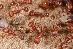 Pogonomyrmex comanche