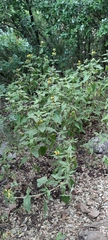 Phlomis viscosa