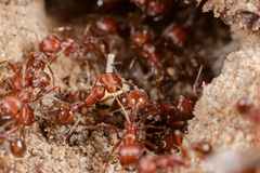 Pogonomyrmex comanche