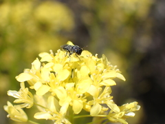 Hylaeus canariensis