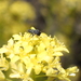 Hylaeus canariensis - Photo (c) Amanhuy Duque y Andrea Castro, some rights reserved (CC BY-NC), uploaded by Amanhuy Duque y Andrea Castro