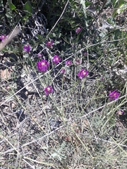 Astragalus xylobasis