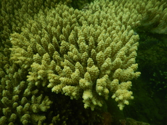 Acropora tenuis