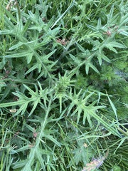 Cirsium vulgare