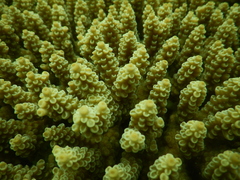 Acropora tenuis