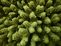 Acropora tenuis