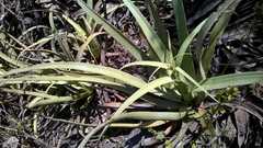 Agave bracteosa