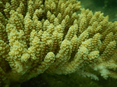 Acropora tenuis