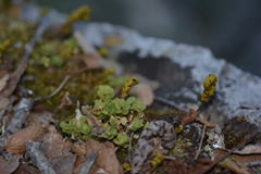 Peperomia berlandieri
