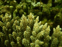 Acropora tenuis