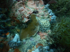 Acroporidae