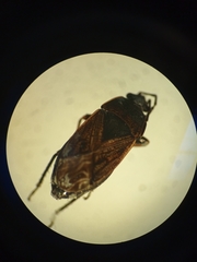 Trapezonotus arenarius