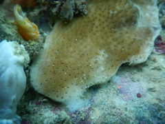Acroporidae