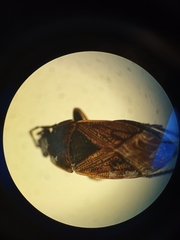 Trapezonotus arenarius