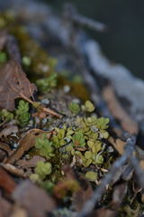 Peperomia berlandieri