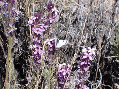 Euchloe eversi