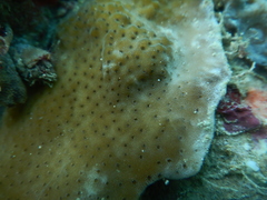 Acroporidae