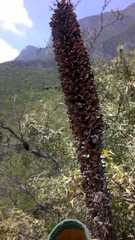 Agave bracteosa