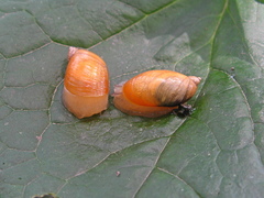 Succinea lauta
