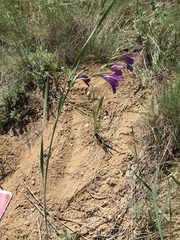 Gladiolus atroviolaceus