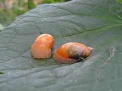Succinea lauta