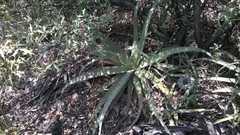 Agave bracteosa