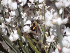 Colletes dimidiatus