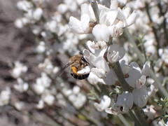 Colletes dimidiatus