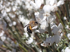 Colletes dimidiatus