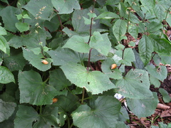 Succinea lauta