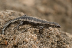 Cryptoblepharus africanus