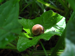 Karaftohelix maackii