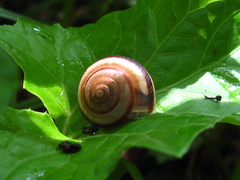 Karaftohelix maackii