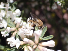 Colletes dimidiatus