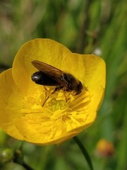 Cheilosia albitarsis