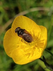 Cheilosia albitarsis