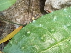 Helminthotheca comosa