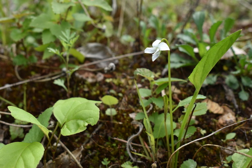 Image of Viola patrinii by (c) Repina Tatyana, some rights reserved (CC BY)