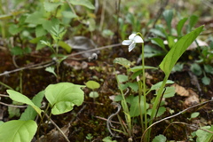 Viola patrinii