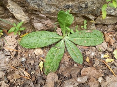 Helminthotheca comosa