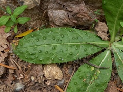 Helminthotheca comosa