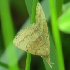 Phalaenostola metonalis