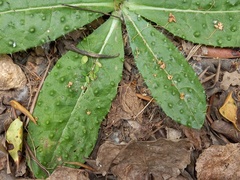 Helminthotheca comosa