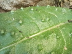 Helminthotheca comosa