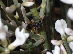 Andrena chalcogastra