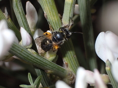 Andrena chalcogastra