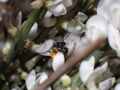 Andrena chalcogastra