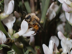 Colletes dimidiatus