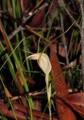 Pterostylis pedoglossa