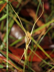 Pterostylis pedoglossa
